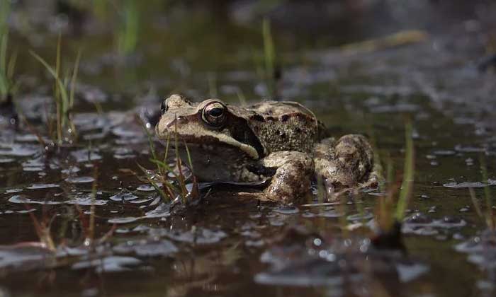 katak