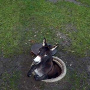 keledai dalam lubang