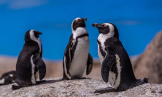 Penguin