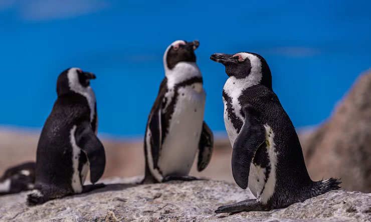 Penguin