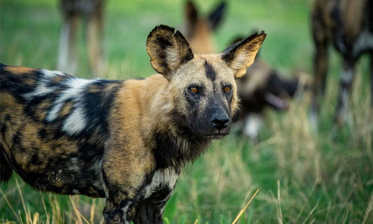 Anjing Liar Afrika