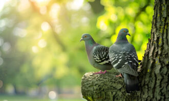 Burung Merpati