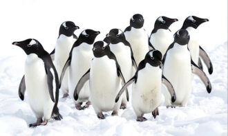 Koloni Pinguin